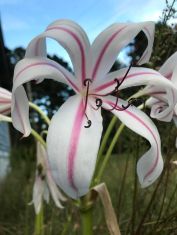 striped lily